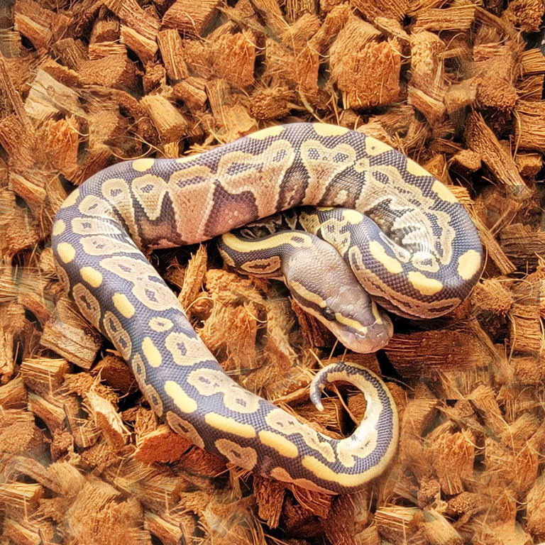 E-coir Bedding