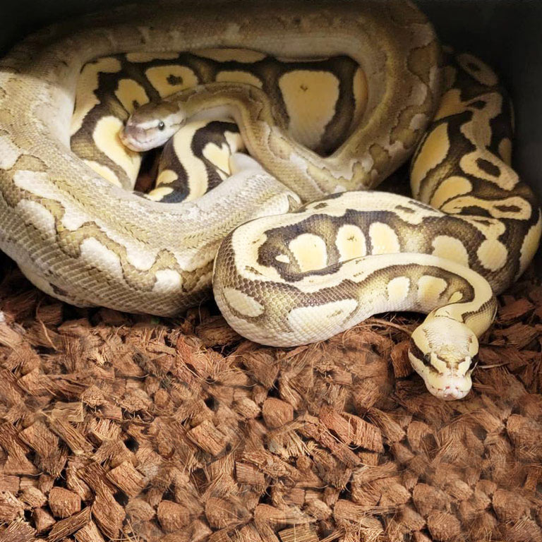 E-coir Bedding